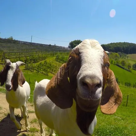 In St Stefan Im Rosental * Gigging