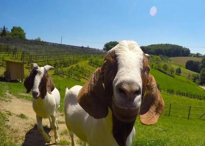 In St Stefan Im Rosental * Gigging