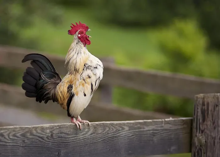 In St Stefan Im Rosental Gigging